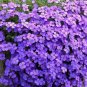 Genuine Purple Aubrieta Flower 500 Seeds