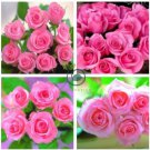 Heirloom Water Pink European Rose Flowers 40 Seeds