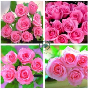 Heirloom Water Pink European Rose Flowers 40 Seeds