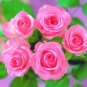 Heirloom Water Pink European Rose Flowers 40 Seeds