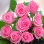 Heirloom Water Pink European Rose Flowers 40 Seeds