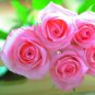 Heirloom Water Pink European Rose Flowers 40 Seeds