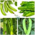 Winged Bean Perennial Rare Pea Bonsai 8 Seeds