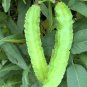 Winged Bean Perennial Rare Pea Bonsai 8 Seeds