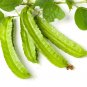 Winged Bean Perennial Rare Pea Bonsai 8 Seeds