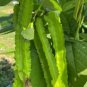 Winged Bean Perennial Rare Pea Bonsai 8 Seeds