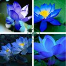 Nelumbo Nucifera Dark Blue Lotus Flowers 2 Seeds