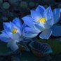 Nelumbo Nucifera Dark Blue Lotus Flowers 2 Seeds