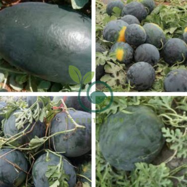 Dark Gray Skin Red Watermelon F1 40 Seeds
