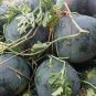 Dark Gray Skin Red Watermelon F1 40 Seeds