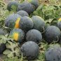 Dark Gray Skin Red Watermelon F1 40 Seeds