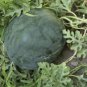 Dark Gray Skin Red Watermelon F1 40 Seeds