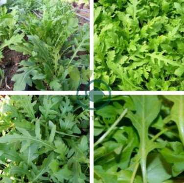Arugula Plant Vegetable 240 Seeds