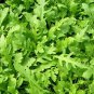 Arugula Plant Vegetable 240 Seeds