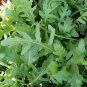 Arugula Plant Vegetable 240 Seeds