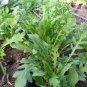 Arugula Plant Vegetable 240 Seeds