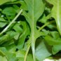 Arugula Plant Vegetable 240 Seeds