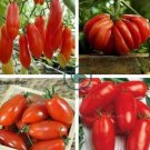 Rare Russian Giant Pertsevidnyy-Pepper Red Long Tomato 200 Seeds