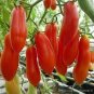 Rare Russian Giant Pertsevidnyy-Pepper Red Long Tomato 200 Seeds