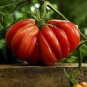 Rare Russian Giant Pertsevidnyy-Pepper Red Long Tomato 200 Seeds