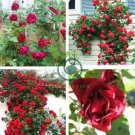 New Dark Red Climbing Rose Plant 100 Seeds