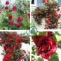 New Dark Red Climbing Rose Plant 100 Seeds