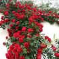 New Dark Red Climbing Rose Plant 100 Seeds
