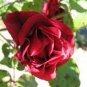 New Dark Red Climbing Rose Plant 100 Seeds