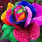 Rsychic Rose 100 Seeds