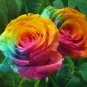 Rsychic Rose 100 Seeds