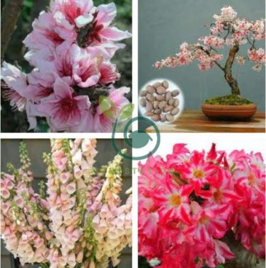 Heirloom Bonsai Pink Peach Flower 4 Seeds
