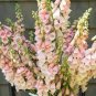 Heirloom Bonsai Pink Peach Flower 4 Seeds