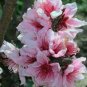 Heirloom Bonsai Pink Peach Flower 4 Seeds