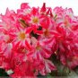 Heirloom Bonsai Pink Peach Flower 4 Seeds