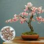 Heirloom Bonsai Pink Peach Flower 4 Seeds