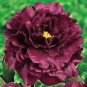 Peony Dark Purple Big Blooms Flower 10 Seeds