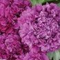 Peony Dark Purple Big Blooms Flower 10 Seeds