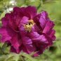 Peony Dark Purple Big Blooms Flower 10 Seeds