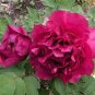 Peony 'Shou An Hong' Dark Purplish Red Flower 10 Seeds