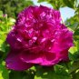 Peony 'Shou An Hong' Dark Purplish Red Flower 10 Seeds