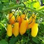 Rare Yellow 'Banana' Long Tomato Organic 240 Seeds