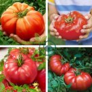 Tomato Mixed Giant Vegetable 200 Seeds
