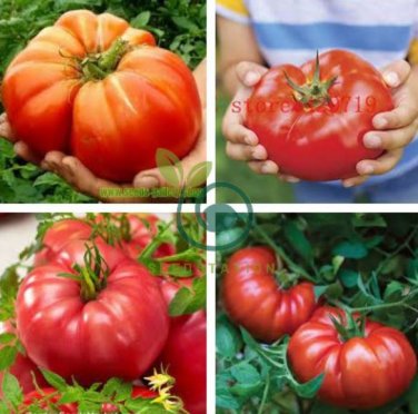Tomato Mixed Giant Vegetable 200 Seeds