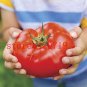 Tomato Mixed Giant Vegetable 200 Seeds