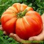 Tomato Mixed Giant Vegetable 200 Seeds