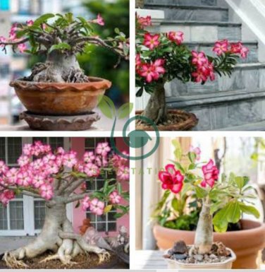Double Moons' Adenium Obesum Indoor Bonsai Desert Rose 4 seeds