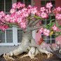 Double Moons' Adenium Obesum Indoor Bonsai Desert Rose 4 seeds