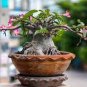 Double Moons' Adenium Obesum Indoor Bonsai Desert Rose 4 seeds