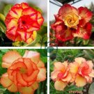 Rare 'Cheng liu' Orange Big-headed Adenium Desert Rose 4 Seeds