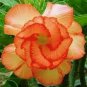 Rare 'Cheng liu' Orange Big-headed Adenium Desert Rose 4 Seeds